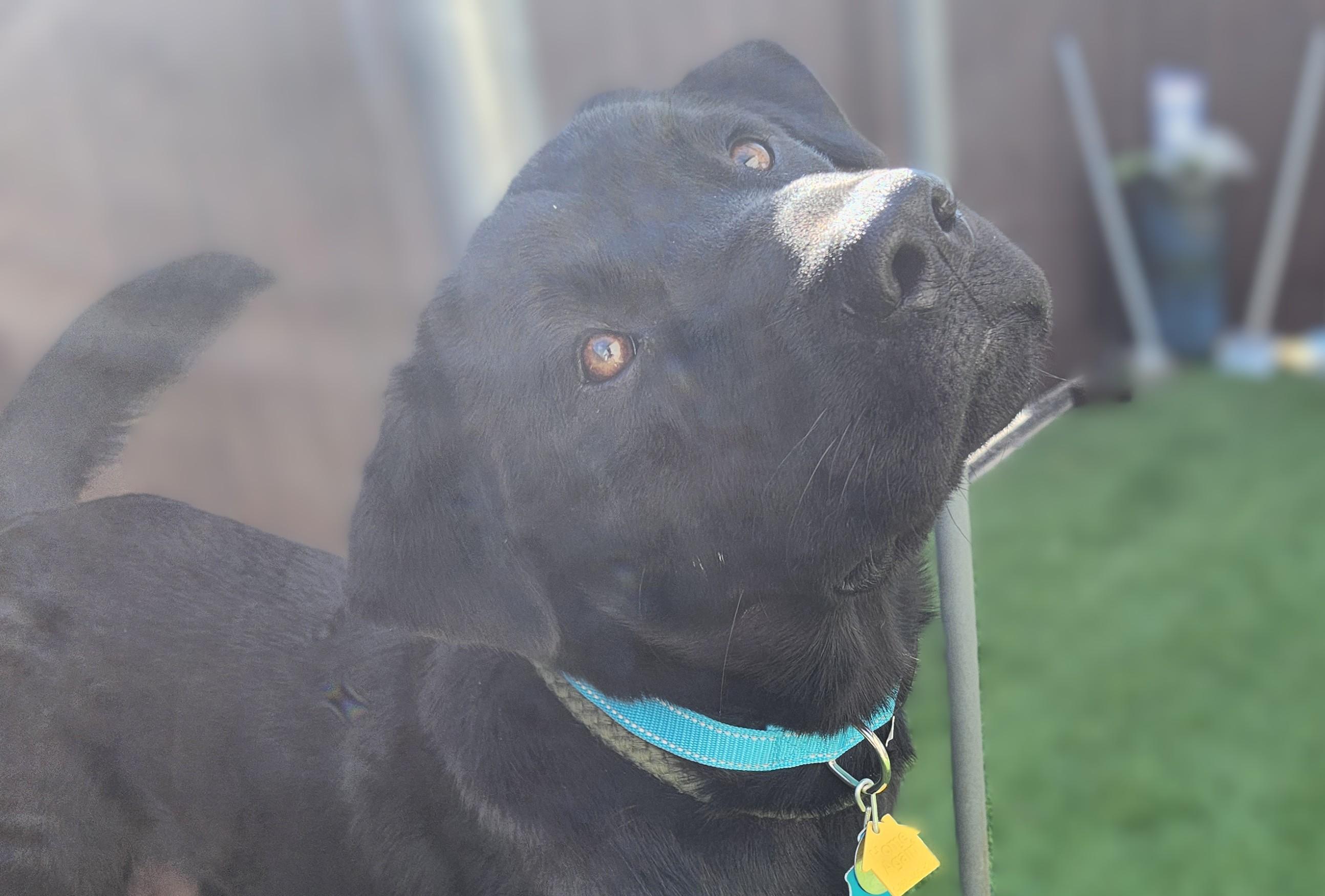 Blackie, Adoptable, Adult Male Labrador Retriever.
