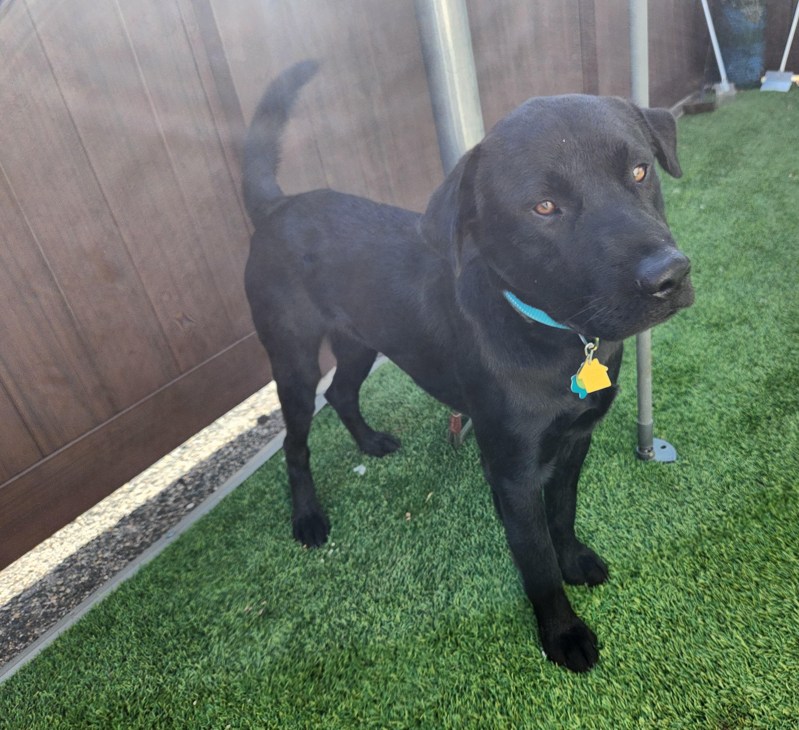 Blackie, a Adoptable Labrador Retriever in Golden, CO image 2/2