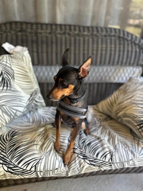 Enlarge Brody, a ADOPTABLE Miniature Pinscher in Maitland, FL image 2/4