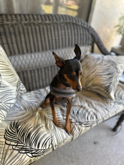 Enlarge Brody, a ADOPTABLE Miniature Pinscher in Maitland, FL image 4/4