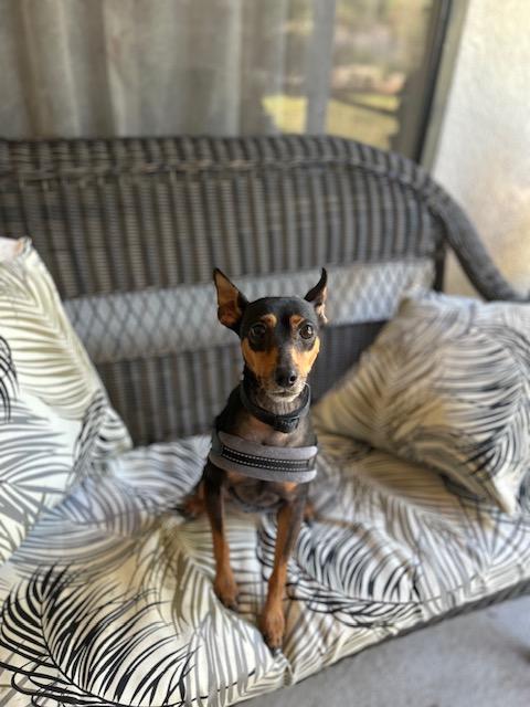 Brody, ADOPTABLE, Adult Male Miniature Pinscher.