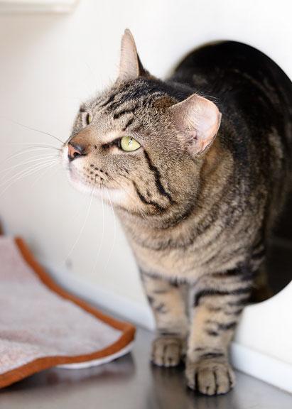 Enlarge Hunter: Pet of the Week!, a ADOPTABLE Tabby in Fort Leavenworth, KS image 5/6