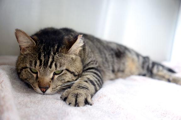 Enlarge Hunter: Pet of the Week!, a ADOPTABLE Tabby in Fort Leavenworth, KS image 1/6