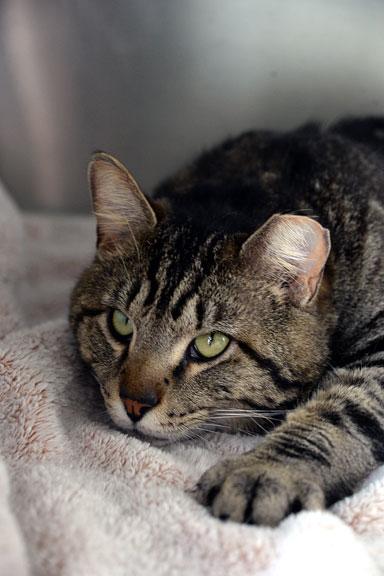 Enlarge Hunter: Pet of the Week!, a ADOPTABLE Tabby in Fort Leavenworth, KS image 3/6
