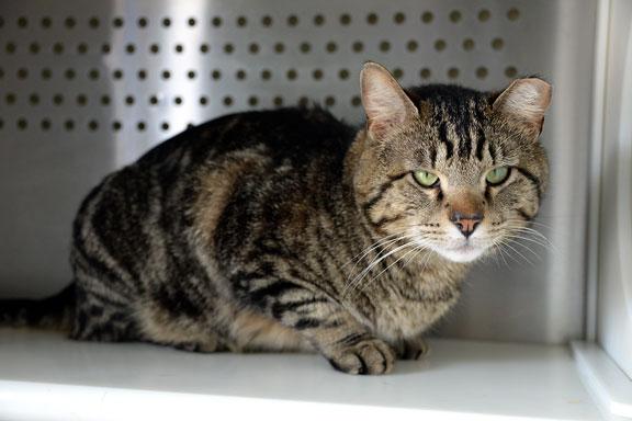 Enlarge Hunter: Pet of the Week!, a ADOPTABLE Tabby in Fort Leavenworth, KS image 2/6