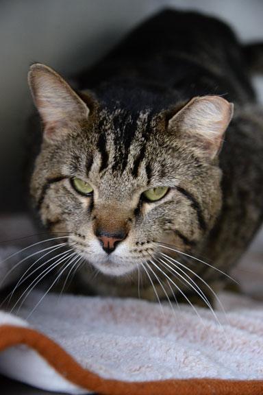 Enlarge Hunter: Pet of the Week!, a ADOPTABLE Tabby in Fort Leavenworth, KS image 4/6
