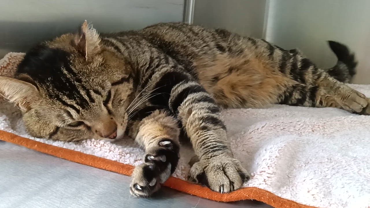 Enlarge Hunter: Pet of the Week!, a ADOPTABLE Tabby in Fort Leavenworth, KS video 6/6