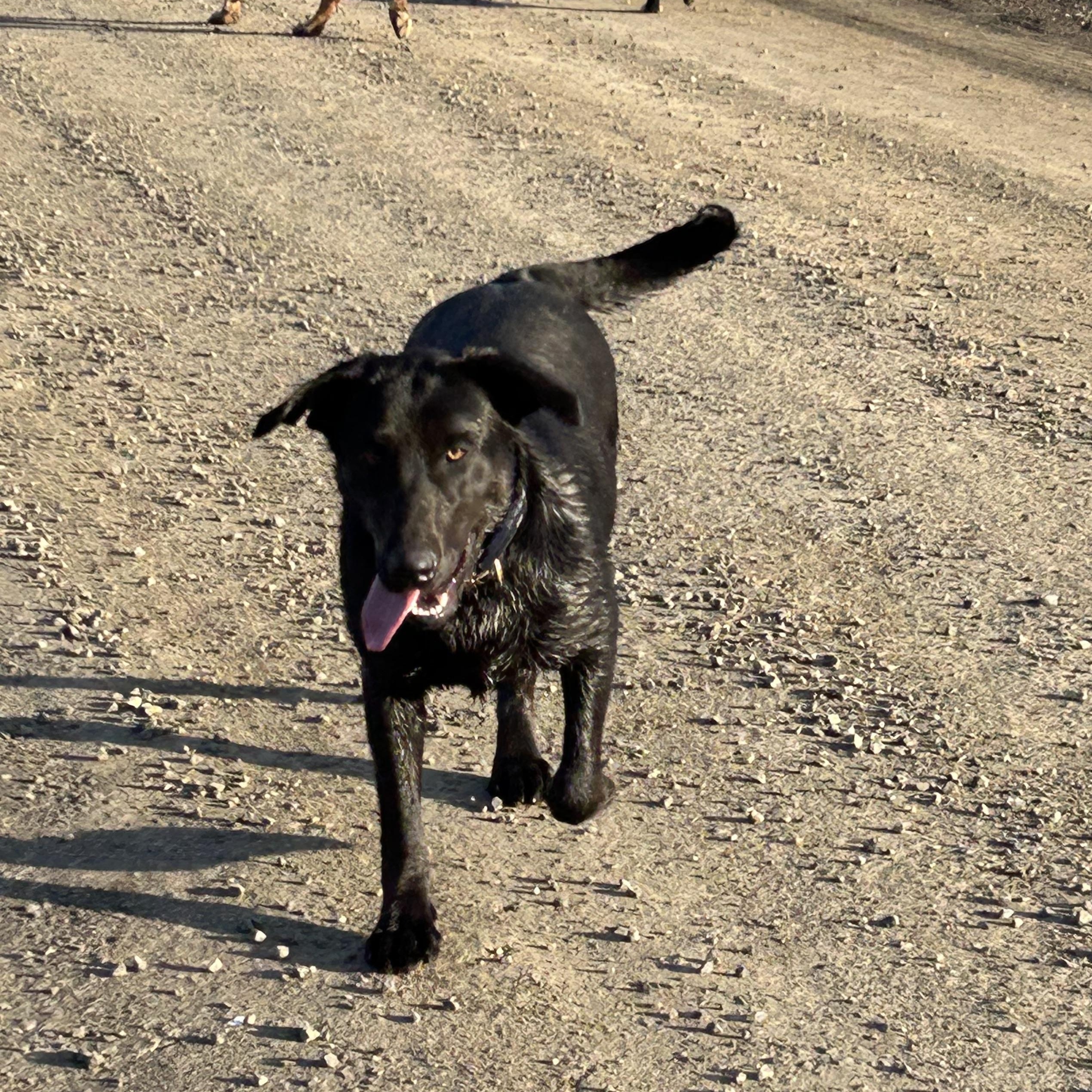 Enlarge Daliyah, a Adoptable mixed breed in COEUR D ALENE, ID image 2/4