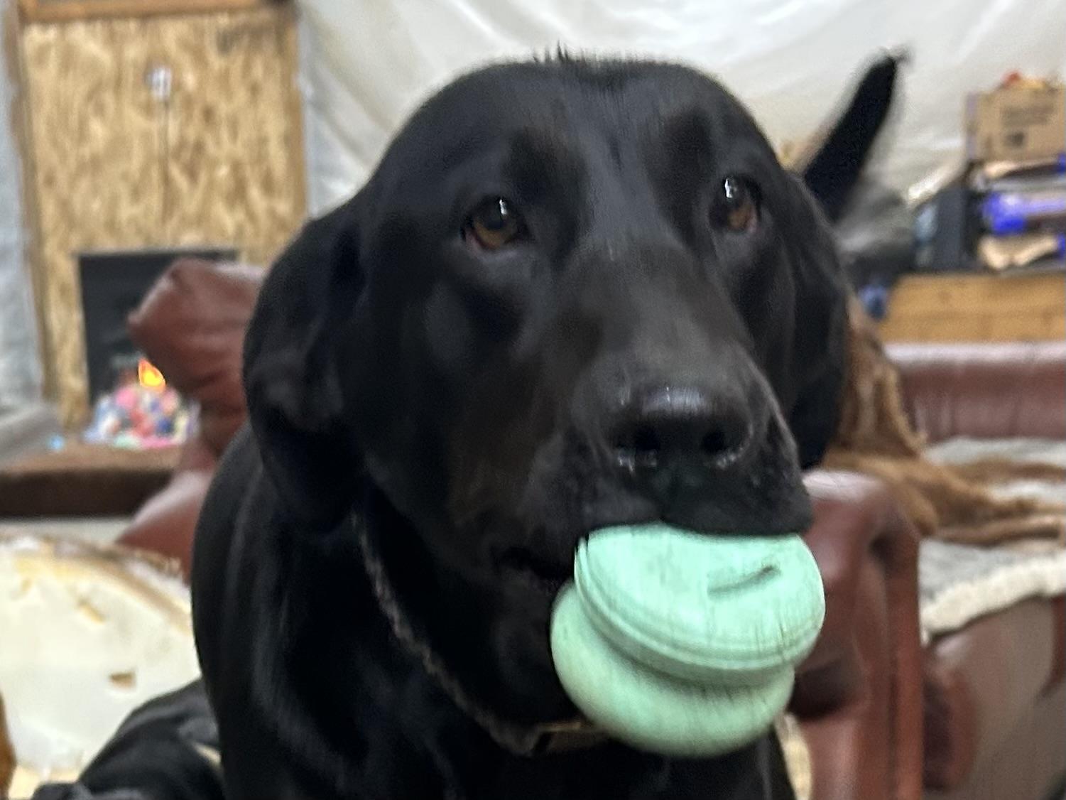 Enlarge Daliyah, a Adoptable mixed breed in COEUR D ALENE, ID image 3/4