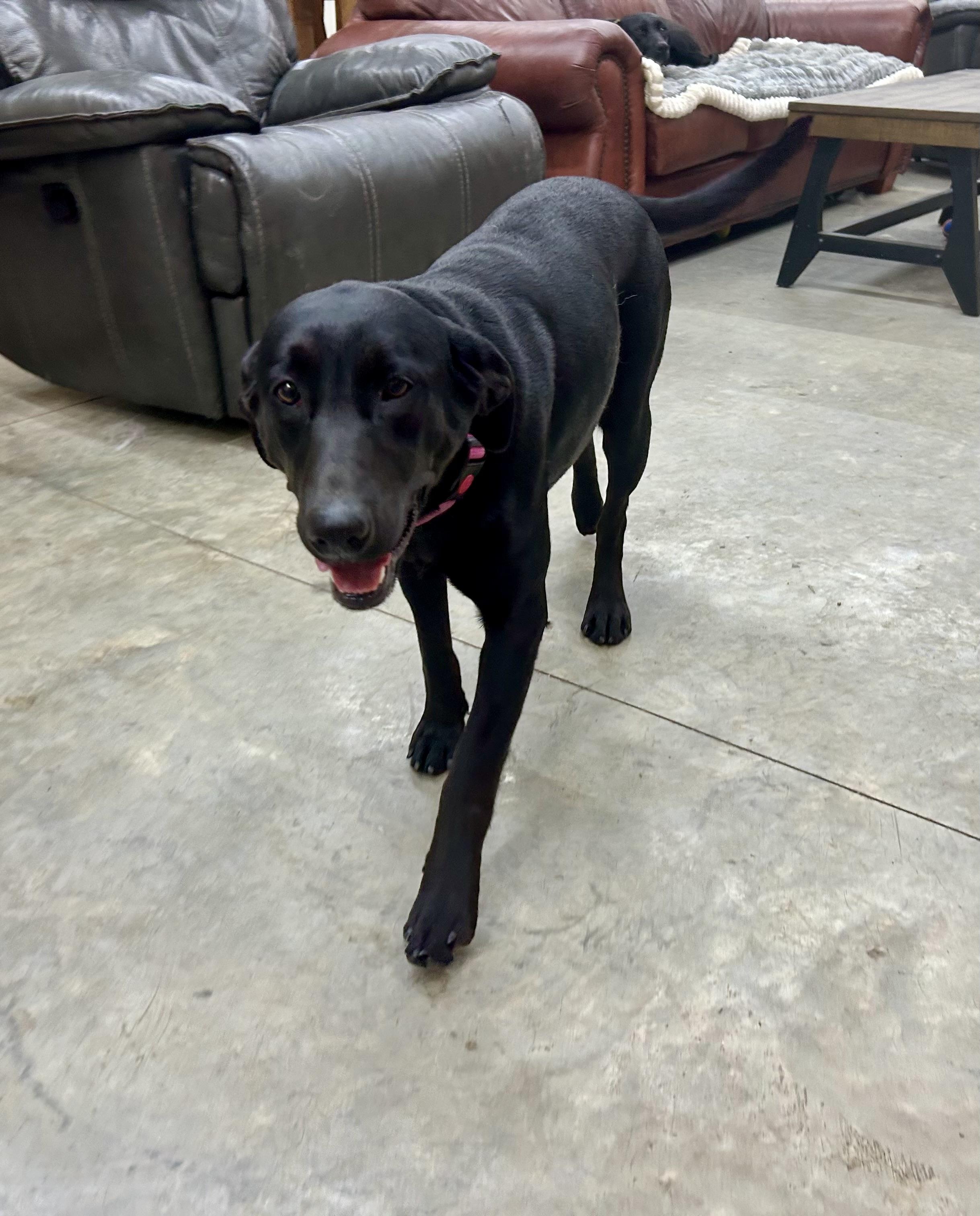 Daliyah, a Adoptable mixed breed in COEUR D ALENE, ID image 1/3