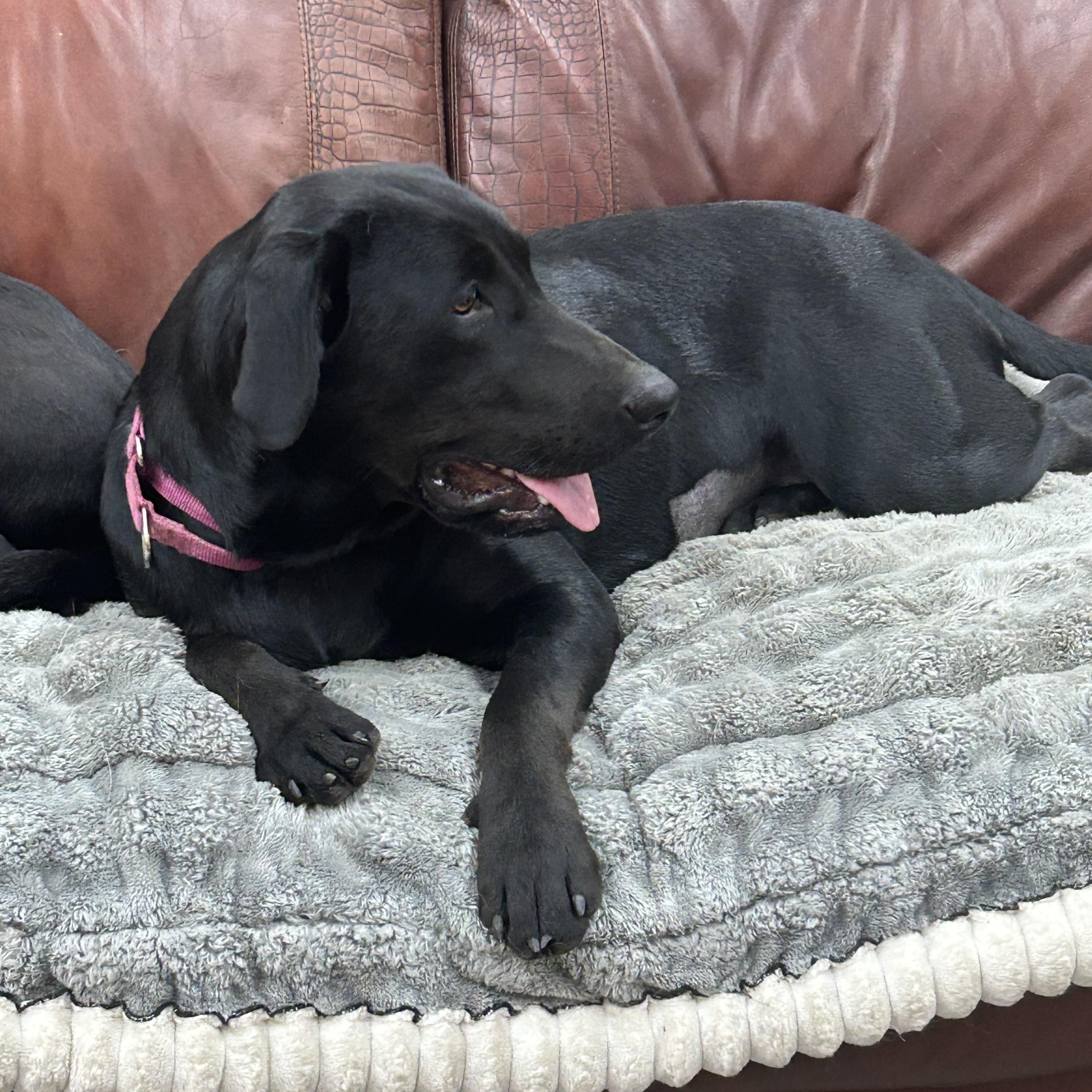 Daliyah, a Adoptable mixed breed in COEUR D ALENE, ID image 3/3