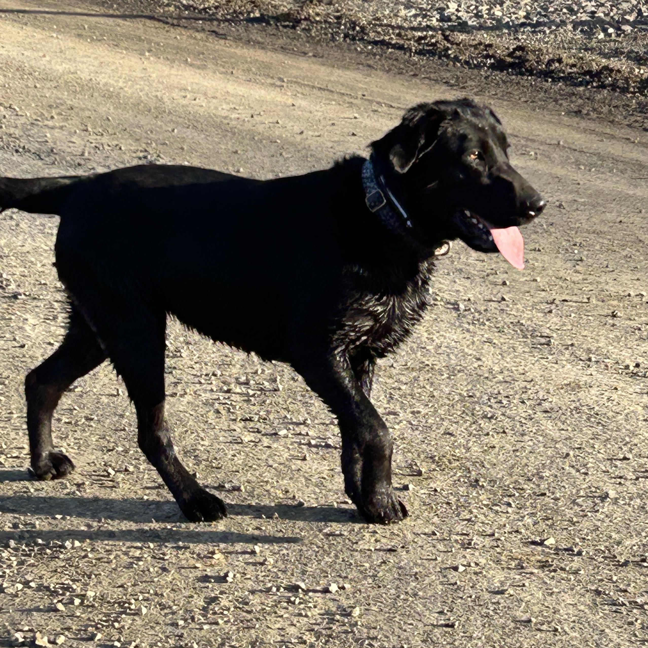 Enlarge Daliyah, a Adoptable mixed breed in COEUR D ALENE, ID image 1/4