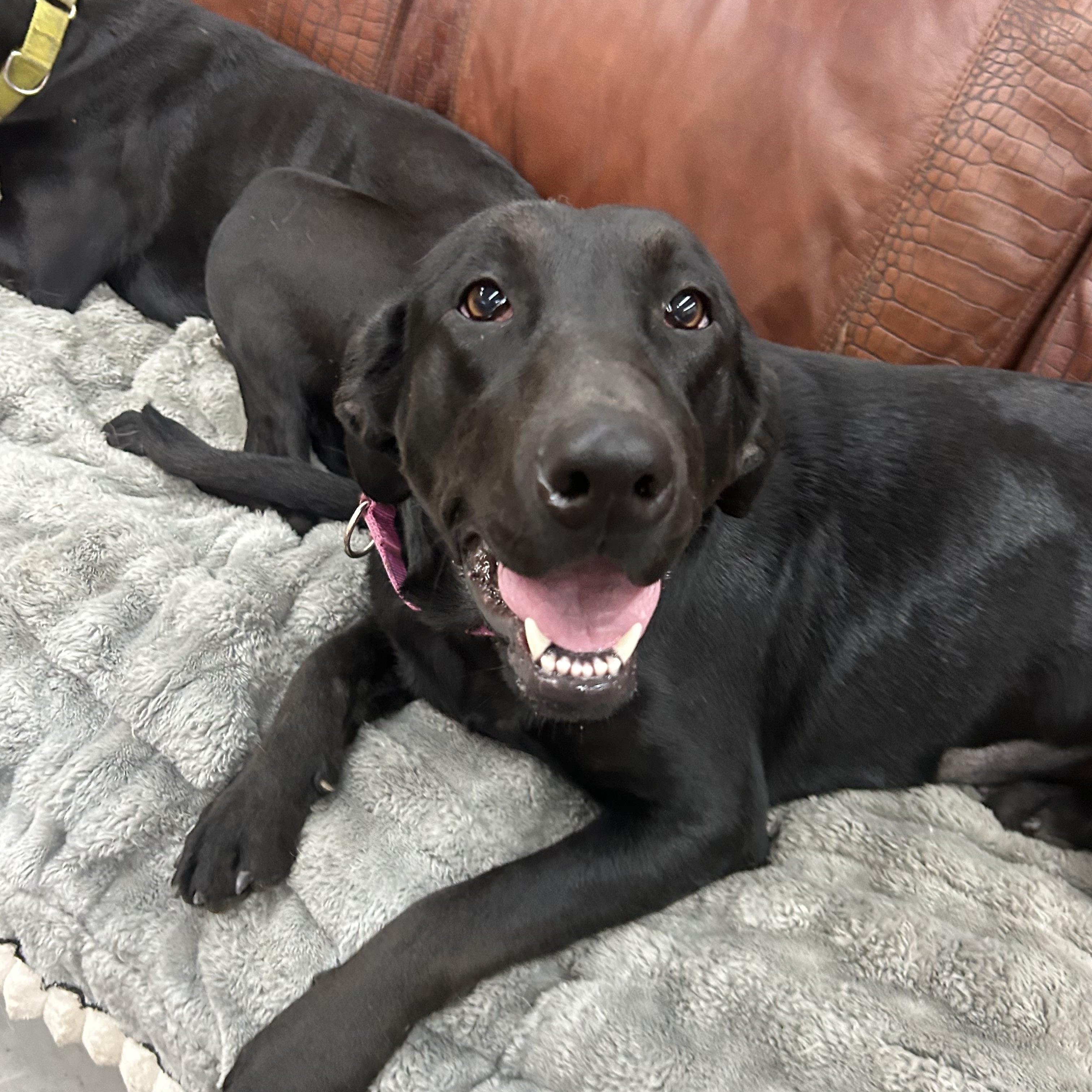 Daliyah, a Adoptable mixed breed in COEUR D ALENE, ID image 2/3