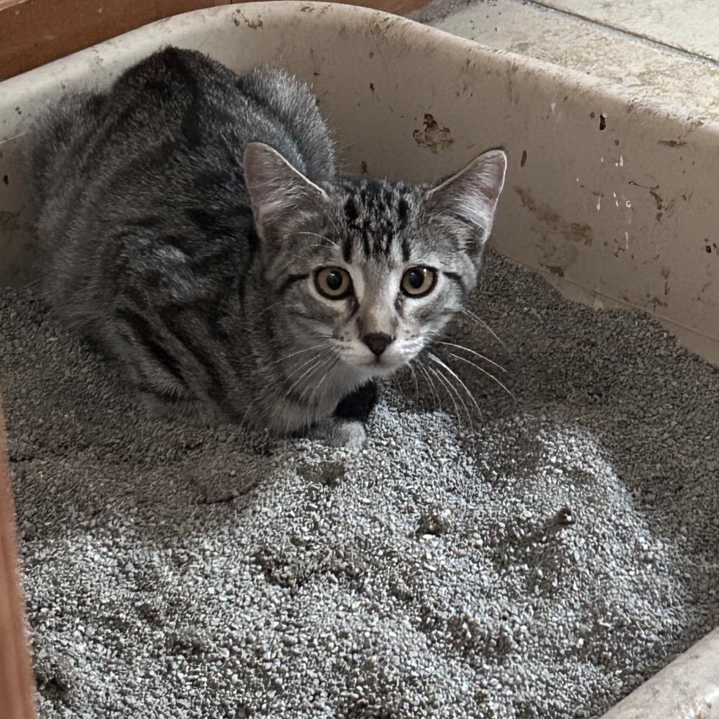 Little Cesar, Adoptable, Kitten Male Domestic Short Hair.