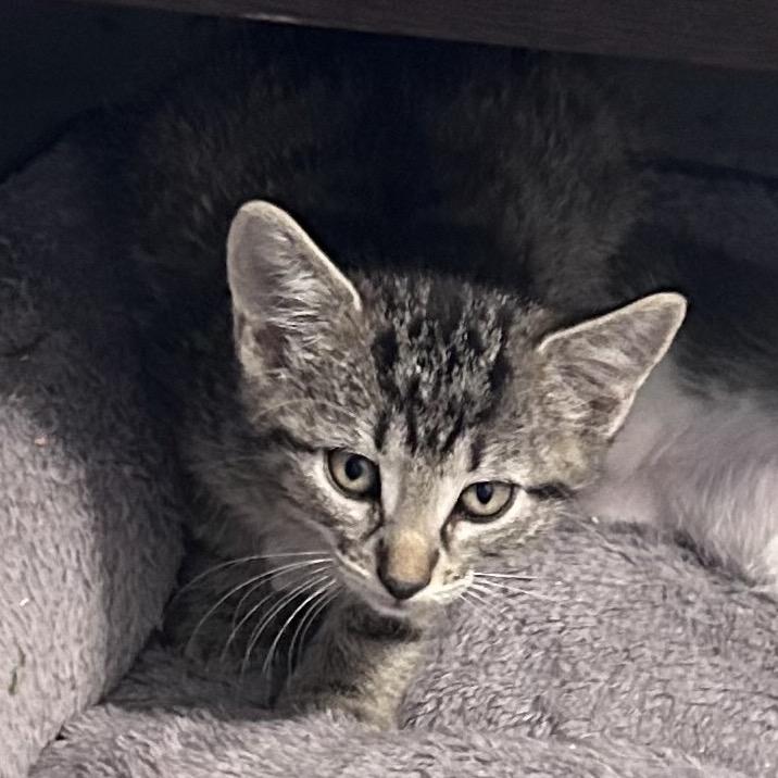 Enlarge Little Cesar, a Adoptable Domestic Short Hair in Wichita, KS image 2/6