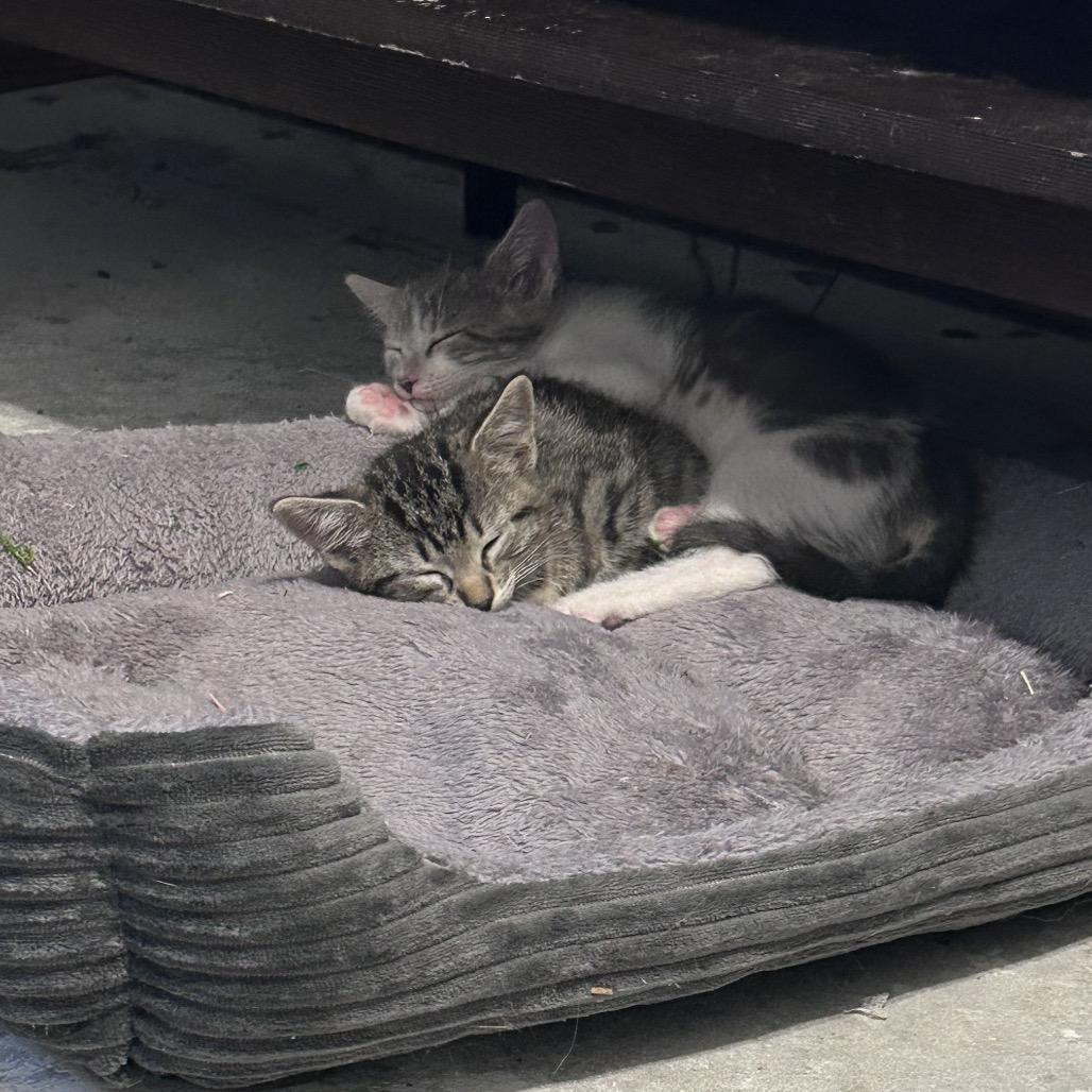 Enlarge Little Cesar, a Adoptable Domestic Short Hair in Wichita, KS image 3/6