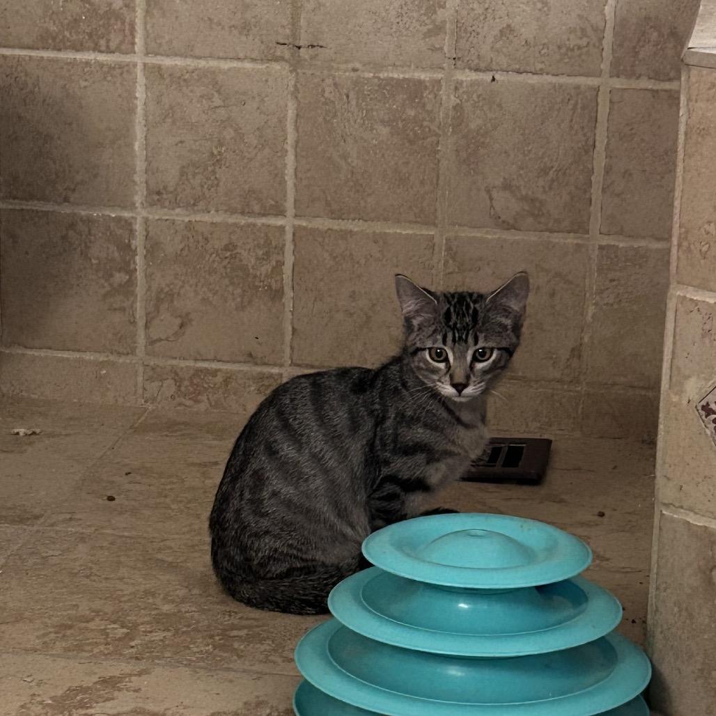 Enlarge Little Cesar, a Adoptable Domestic Short Hair in Wichita, KS image 4/6