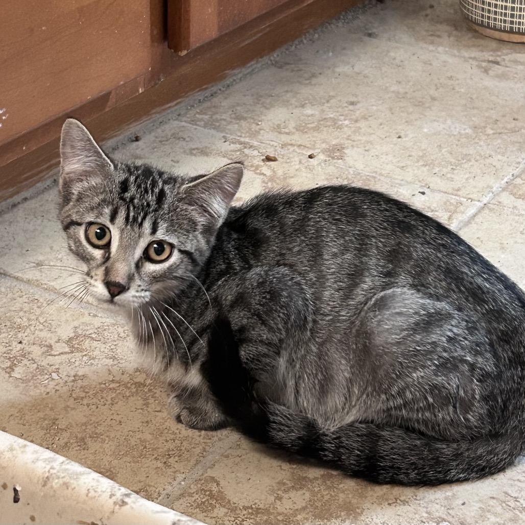Enlarge Little Cesar, a Adoptable Domestic Short Hair in Wichita, KS image 5/6