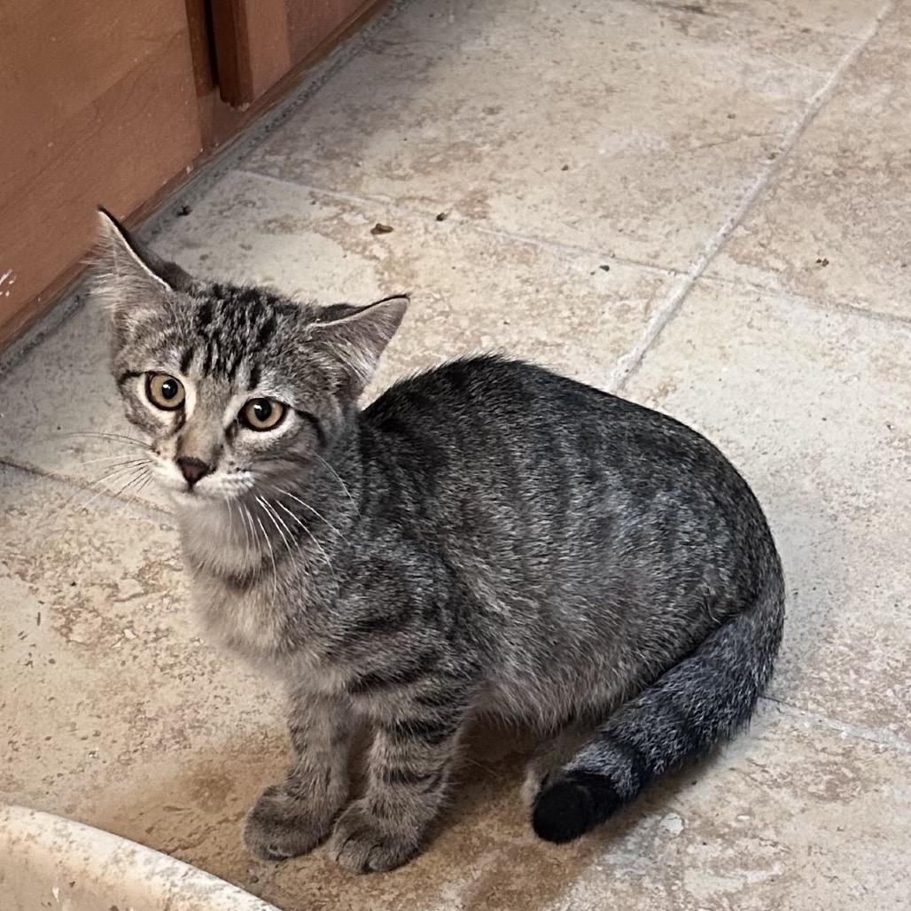 Enlarge Little Cesar, a Adoptable Domestic Short Hair in Wichita, KS image 6/6
