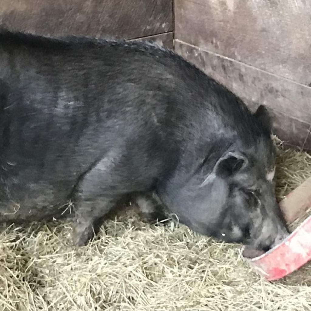 Bubbles, Adoptable, Adult Female Vietnamese Pot Bellied.