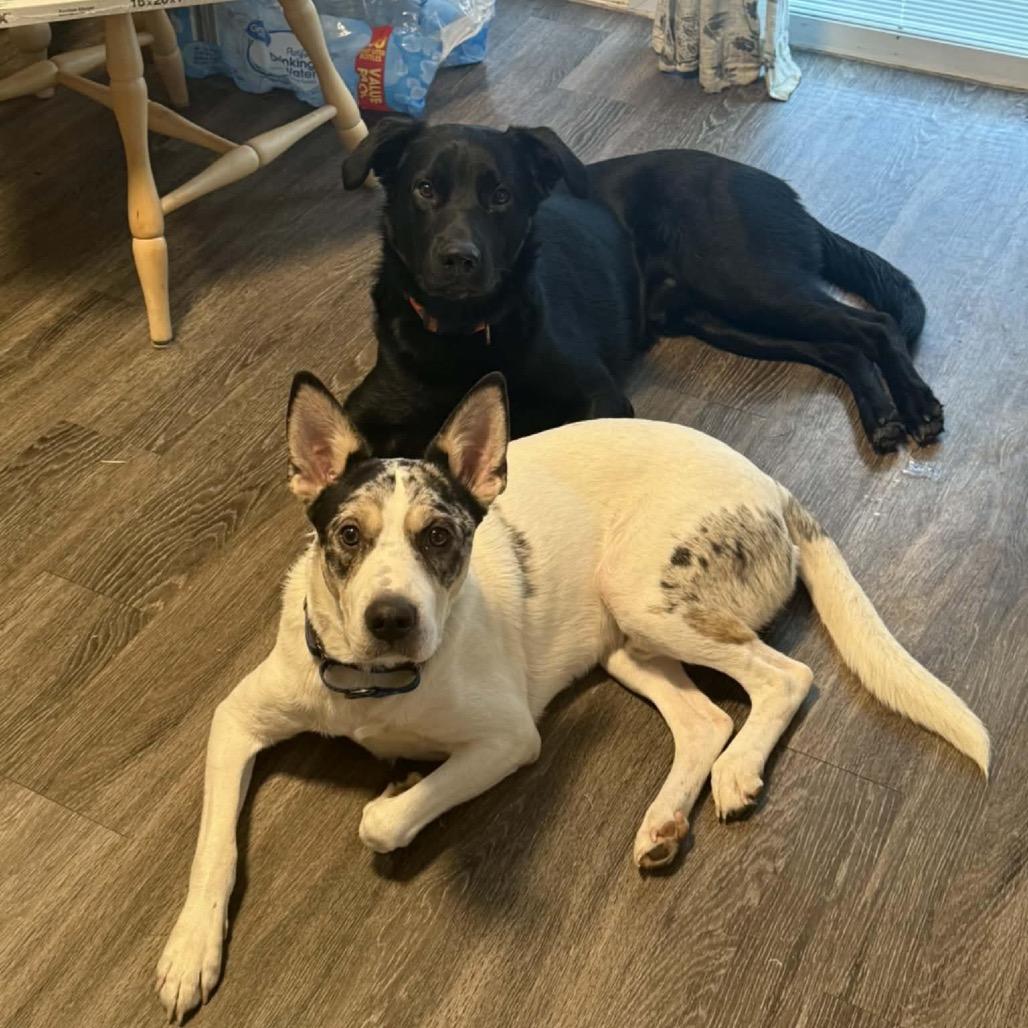 Loki, Adoptable, Young Male Australian Cattle Dog / Blue Heeler & Mixed Breed.