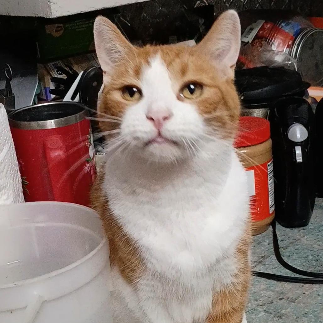 Enlarge Henry, a Adoptable American Shorthair in Lima, OH image 2/3