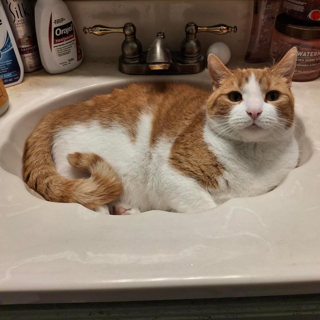 Enlarge Henry, a Adoptable American Shorthair in Lima, OH image 3/3