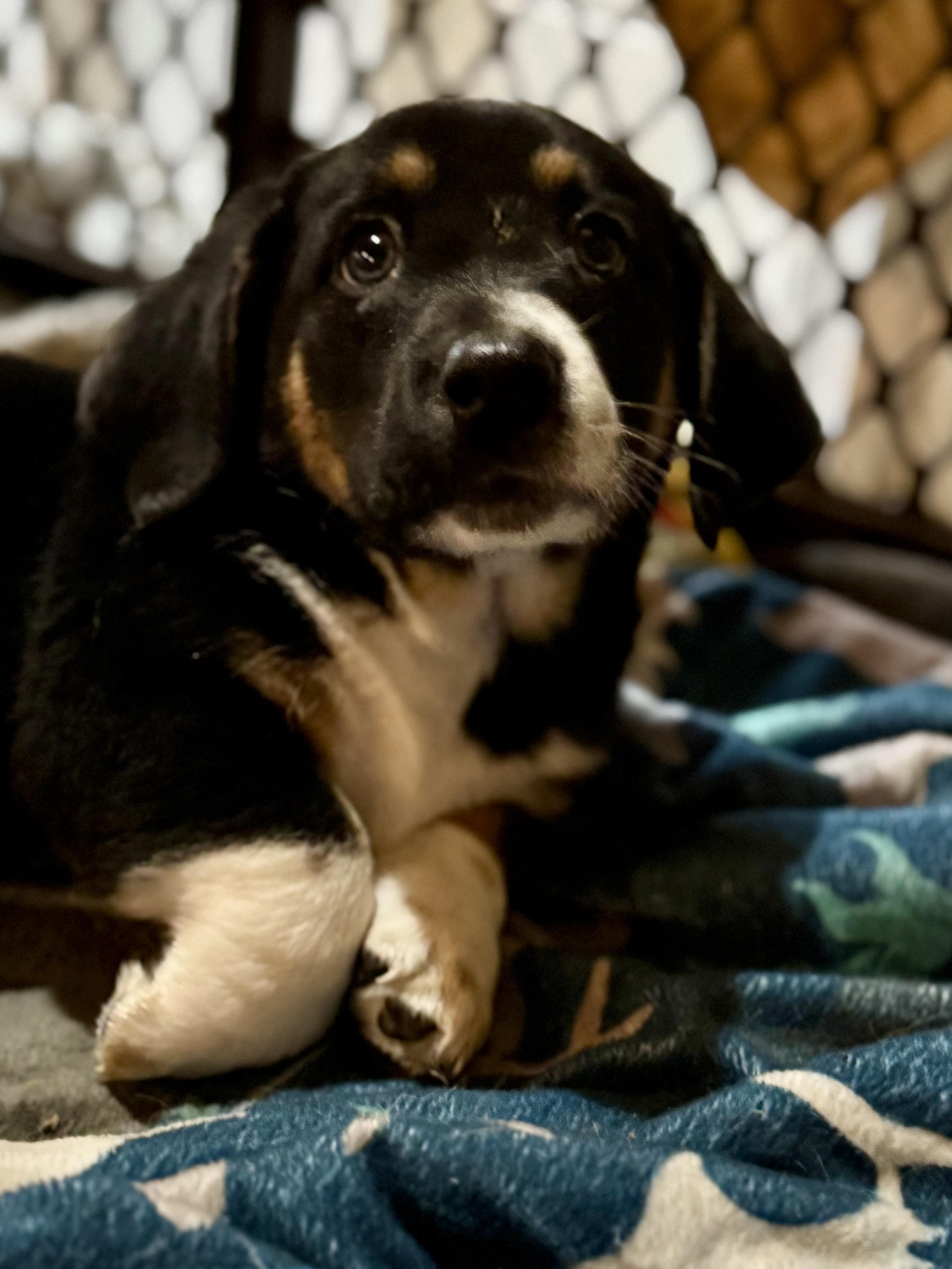 Pretzel, Adoptable, Puppy Male Basset Hound & Beagle.