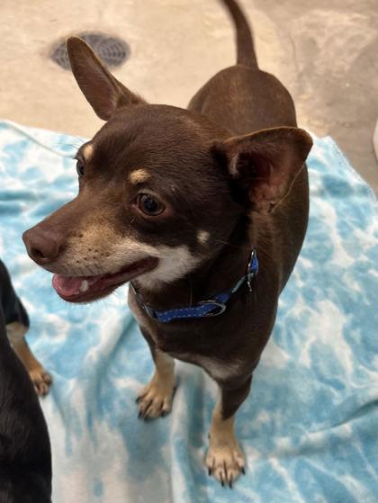 Oliver, Adoptable, Adult Male Chihuahua & Mixed Breed.