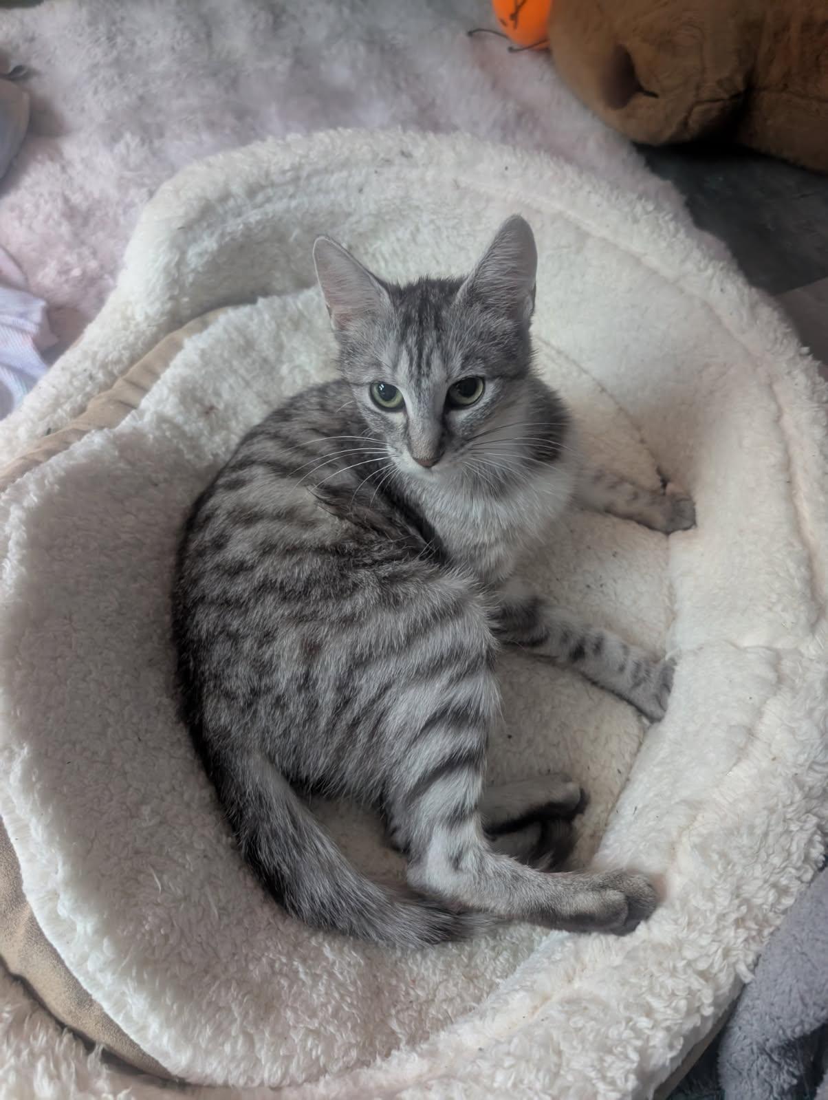 Skim, a ADOPTABLE American Shorthair in Acton, ON image 4/4