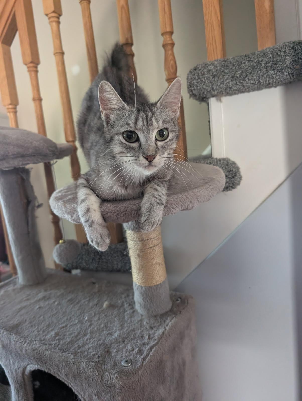 Skim, ADOPTABLE, Kitten Female American Shorthair.