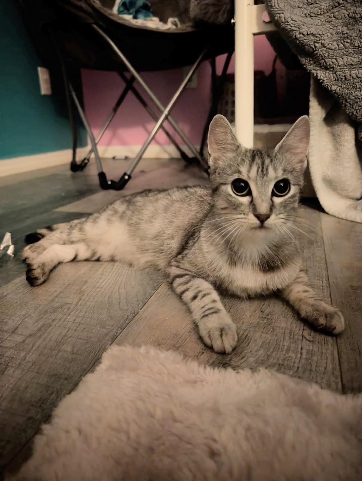 Skim, a ADOPTABLE American Shorthair in Acton, ON image 3/4