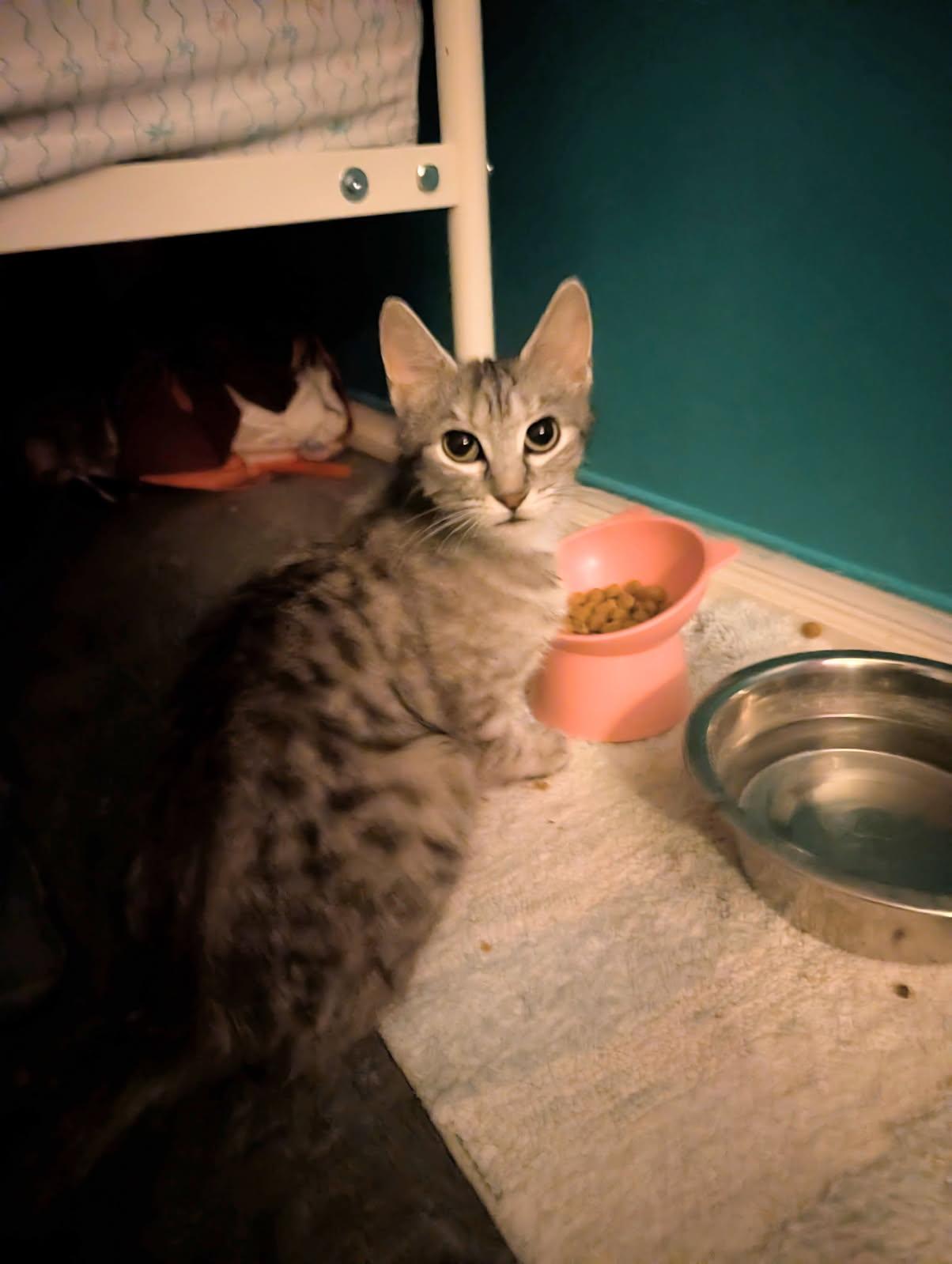 Skim, a ADOPTABLE American Shorthair in Acton, ON image 2/4