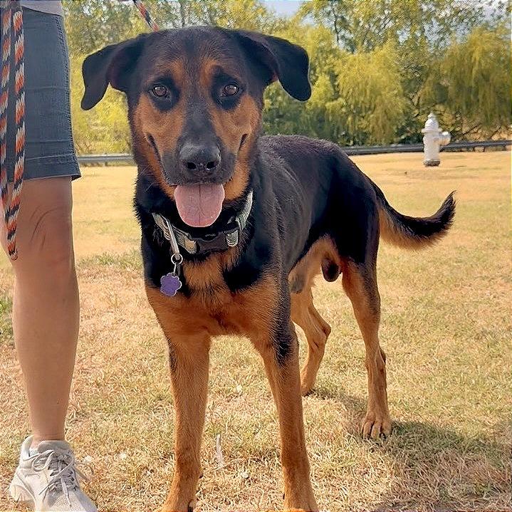 Jaeger, Adoptable, Adult Male Hound & Mixed Breed.