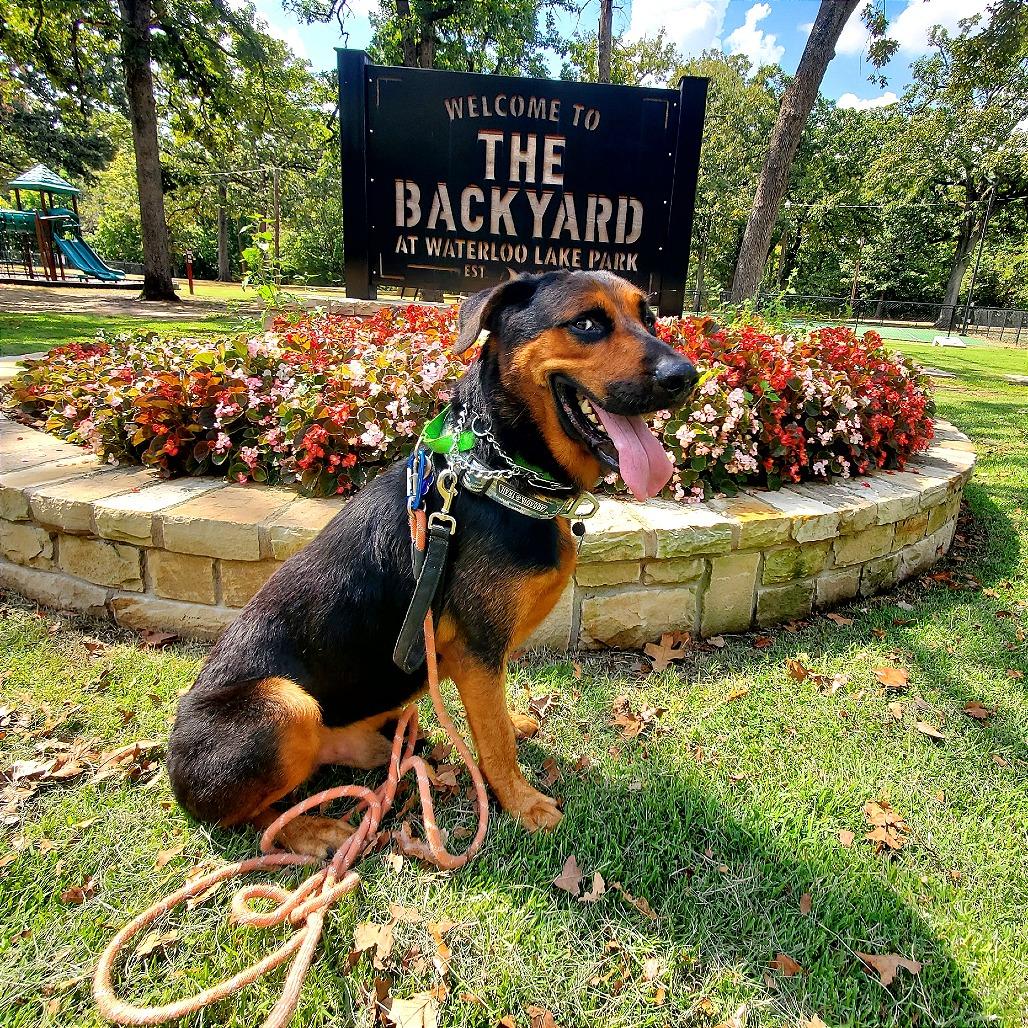 Enlarge Jaeger, a Adoptable mixed breed in Denison, TX image 2/5
