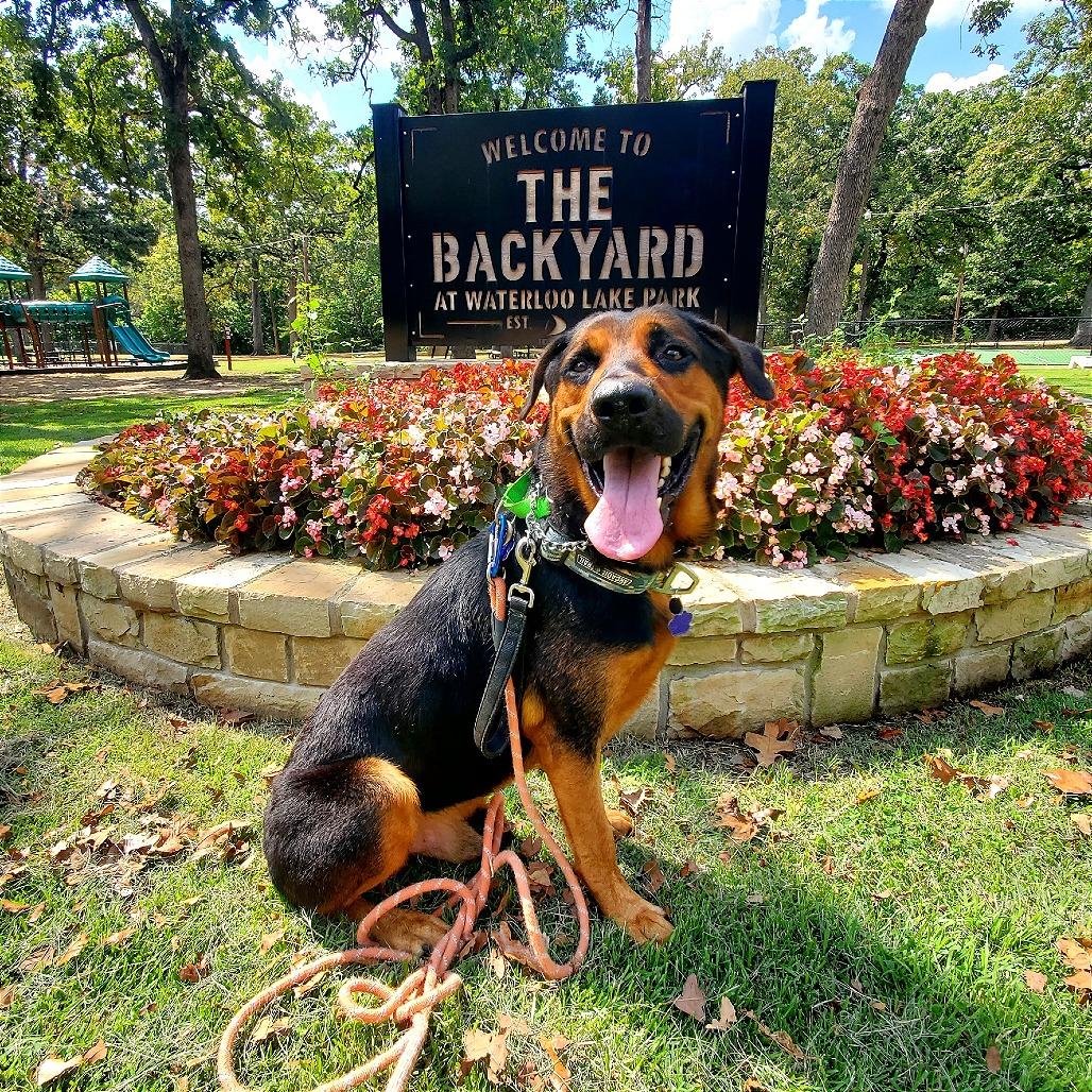 Enlarge Jaeger, a Adoptable mixed breed in Denison, TX image 3/5