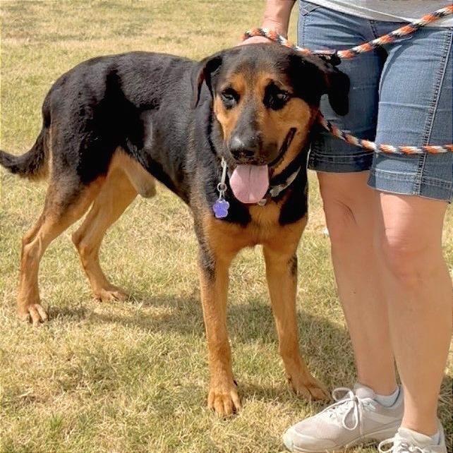 Enlarge Jaeger, a Adoptable mixed breed in Denison, TX image 4/5