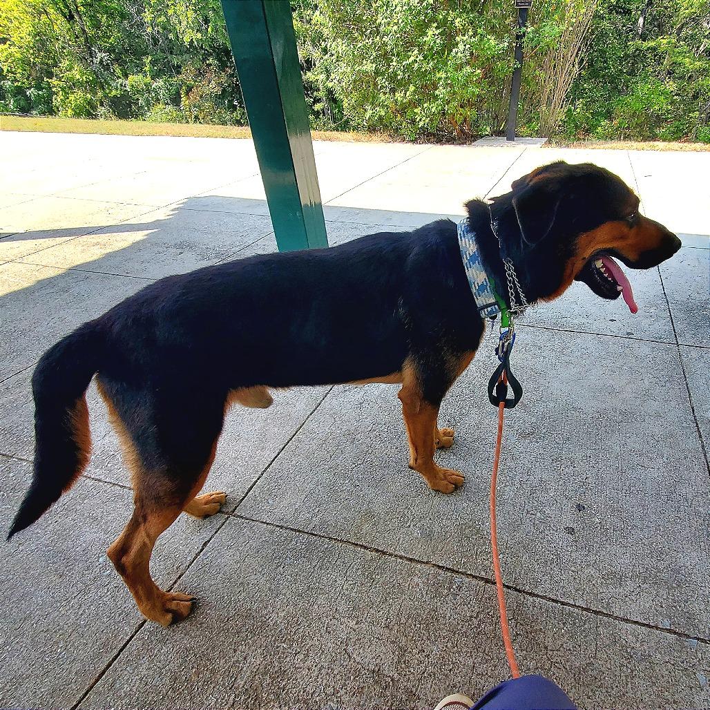 Enlarge Jaeger, a Adoptable mixed breed in Denison, TX image 5/5