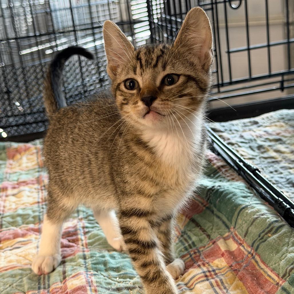 Soxs, Adoptable, Kitten Male Domestic Short Hair.