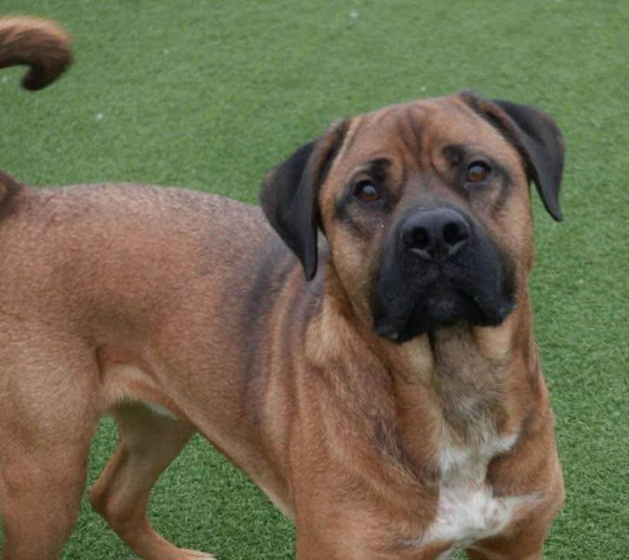 Max, Adult Male unknown