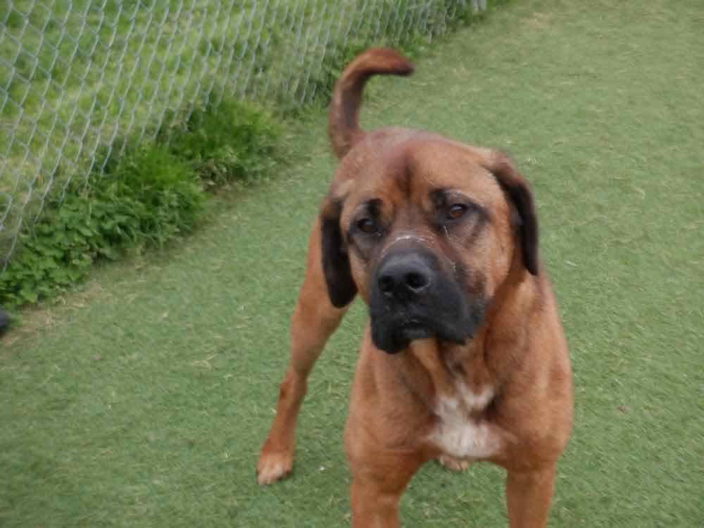 Enlarge Max, a Adoptable mixed breed in Waterdown, ON image 5/6