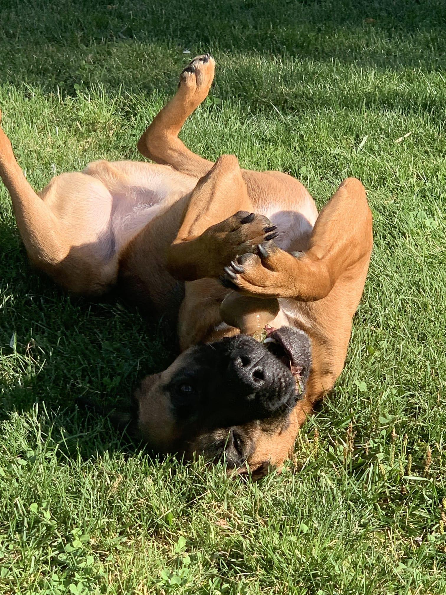 Enlarge Max, a Adoptable mixed breed in Waterdown, ON image 2/6