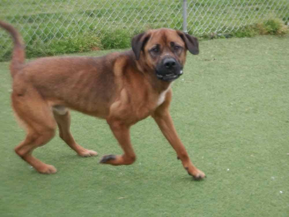 Max, Adoptable, Adult Male Mastiff & Labrador Retriever.