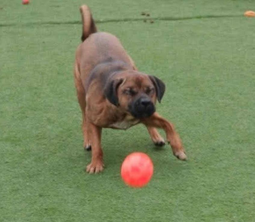 Max, a Adoptable Mastiff in Waterdown, ON image 3/3