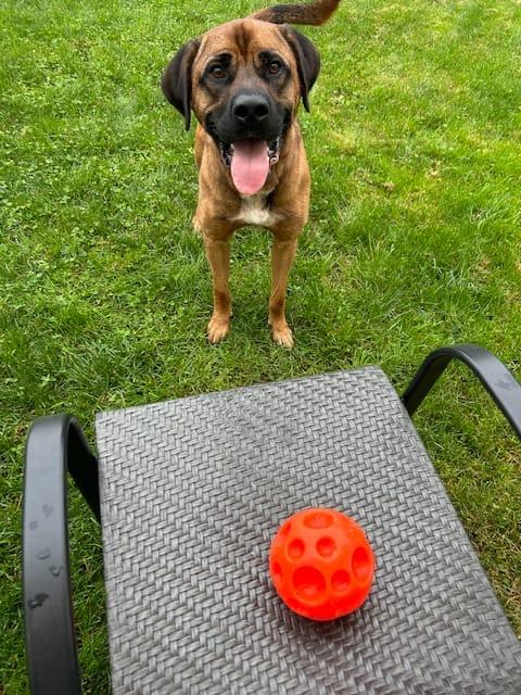 Enlarge Max, a Adoptable mixed breed in Waterdown, ON image 4/6