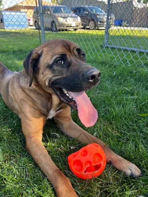Max, Adoptable, Adult Male Mastiff & Labrador Retriever.
