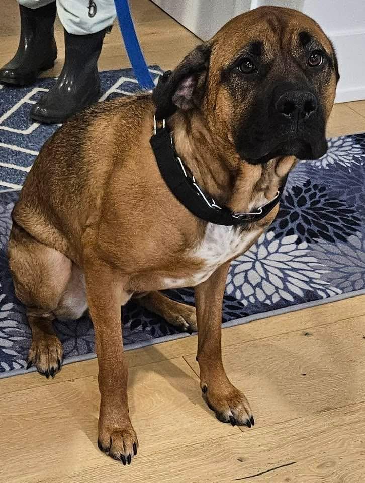 Max, a Adoptable Mastiff in Waterdown, ON image 2/3