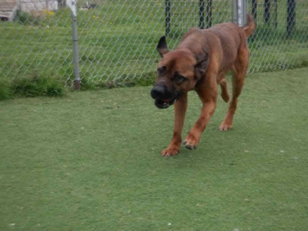 Enlarge Max, a Adoptable mixed breed in Waterdown, ON image 6/6