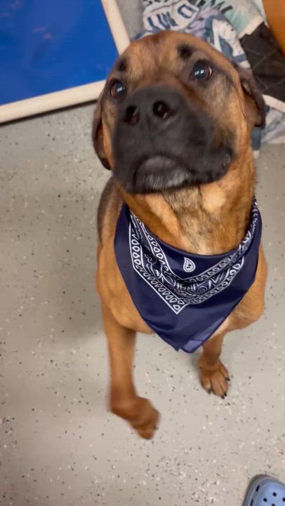 Enlarge Max, a Adoptable mixed breed in Waterdown, ON video 5/6