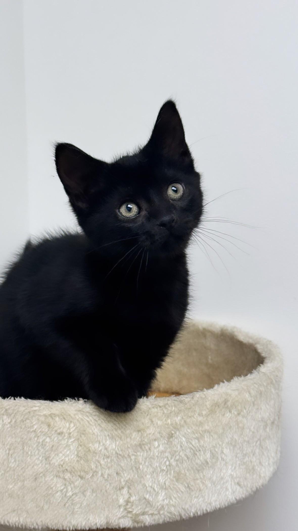 Enlarge Daisy, a ADOPTABLE Domestic Short Hair in Syosset, NY image 1/1